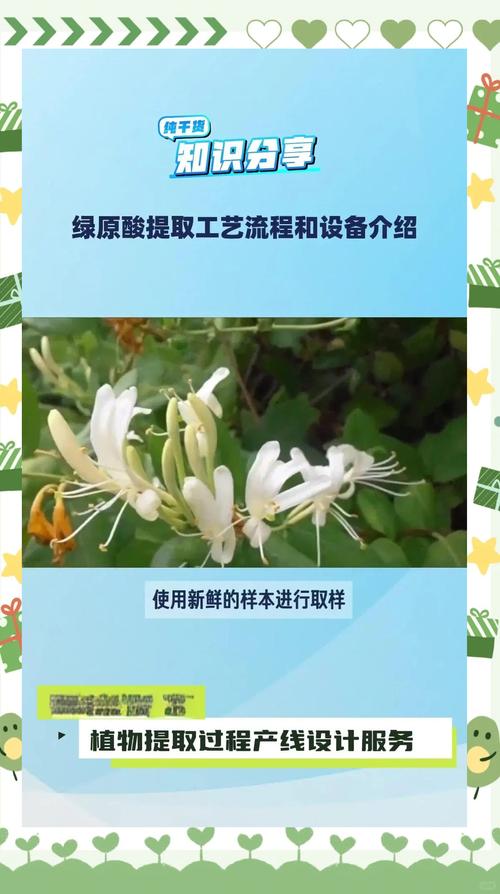 綠原酸提取全流程詳解——從金銀花到高純度提取物