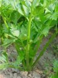 植物提取物行業(yè)趨勢(shì)與采購(gòu)指南 價(jià)格、廠家與批發(fā)模式解析